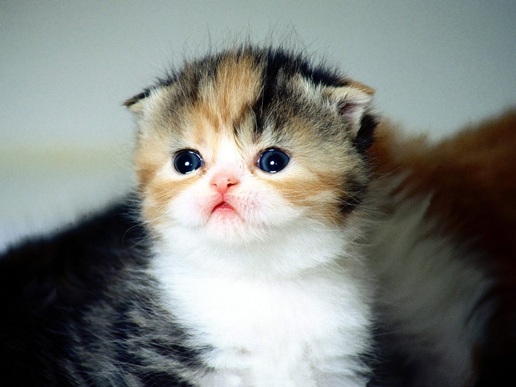 Allie, Three Week Old Scottish Fold